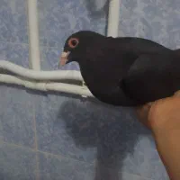 کفتر