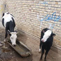 گاو باگوساله ماده