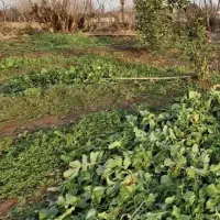 مزایده-زمین-باغ-استان-گیلان