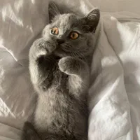 گربه های بریتیش و اسکاتیش اصیل در اهواز|گربه|اهواز, کمپلو شمالی|دیوار