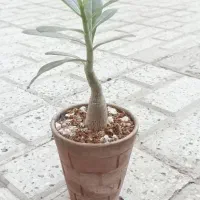 نشا. ادنیوم