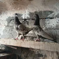 فروش فوری کبوتر بلند پرواز
