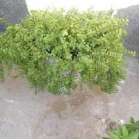 گل خرفه ای