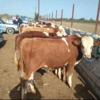 فروش گوساله سیمینتال پرواربندی
