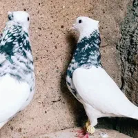 کفتر