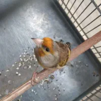 جوجه عروس هلندی/سهره/سهره قناری/قفس|پرنده|پاکدشت, پاکدشت (مامازند)|دیوار