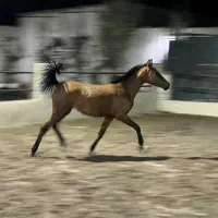 فروش کره مادیان