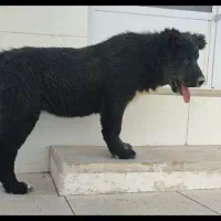 ماده قدرجونی