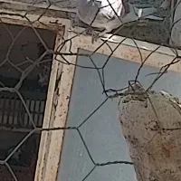 کفتر افغان|پرنده|میانه, |دیوار