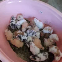 همستر دونه ای ۱۰۰