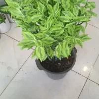گلفروشی