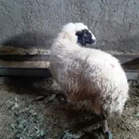 یک عدد گوسفند چاق سالم وسرحال|حیوانات مزرعه|سیوان, |دیوار