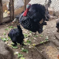 فروش بوقلمون نر