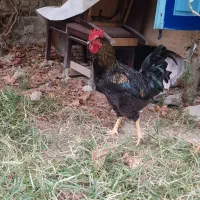 مرغ و خروس فروشی
