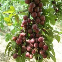 خونه باغ