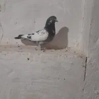 کبوتر تهرانی پرشی