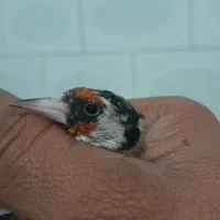 ۲عددسهره نشاندار معاوضه با سهره یا نقدی