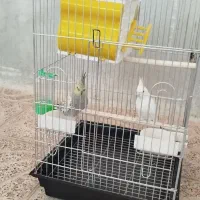 عروس هلندی معاوضه با سهره|پرنده|هرسین, |دیوار