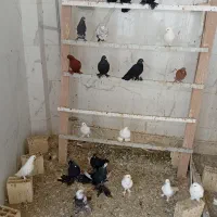 کبوتر|پرنده|تبریز, |دیوار