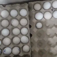 تخم مرغ گلین اصل نطفه ریش چهل تاج