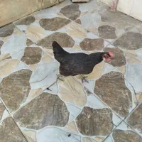 مرغ محلی