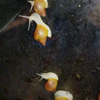 حلزون ۳ ماهه حدودا ۴سانت