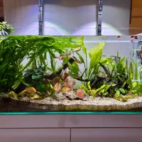 ماهی هکلی فونیکس