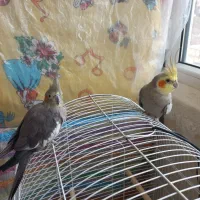 ۳عدد عروس هلندی