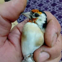 سهره نر خاص خاص|پرنده|تبریز, |دیوار