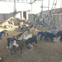 حدود 40عددبز نروماده جوان برای پرواری خوبه|حیوانات مزرعه|شوشتر, |دیوار