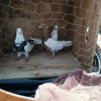 3تا پرنده خوب
