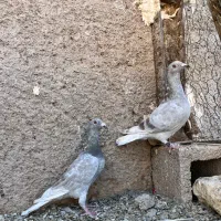 دوتا جوجه کبوتر قوره ای عطیقه