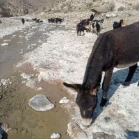 الاغ نر دوسال ونیم سن ...|حیوانات مزرعه|راهگان, |دیوار