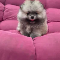 مجموعه سیتی پت پامر پدرو مادر خرسی کیفیت بی نظیر|سگ|مشهد, وکیلآباد|دیوار