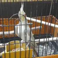 عروس هلندی ماده