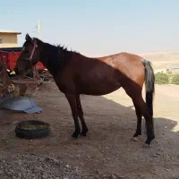 اسب مادیان|اسب و تجهیزات اسبسواری|افشار, |دیوار