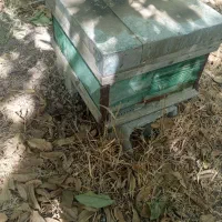 کندوی زنبور عسل