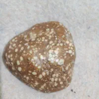 فسیل سنگ‌ کنجدی