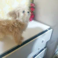 سگ پامر|سگ|تربتحیدریه, حسنی بالا|دیوار