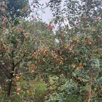 فروش خرمالو