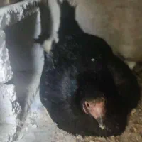 مرغ فروشی لاری و گلپایگان