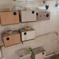 مرغ عشق پروانه ایی|پرنده|بندر امام خمینی, |دیوار