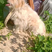 سگ شیتزو|سگ|سراوان, |دیوار