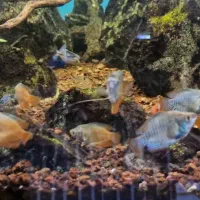 بار بزرگ ماهی آکواریوم از اندونزی رسید|ماهی|همدان, |دیوار