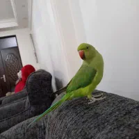 پرنده گمشده
