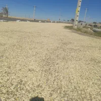 تخم کدو|عمدهفروشی|مهربان, |دیوار