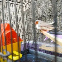 فنچ سرحال|پرنده|کوهدشت, |دیوار