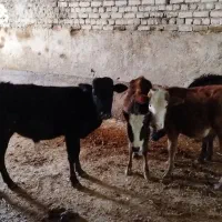 گوساله بومی نر