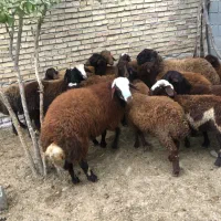 فروش بره های پروار شده|حیوانات مزرعه|مینودشت, |دیوار