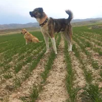 سگ افغان|سگ|پیشخور, |دیوار